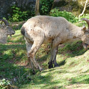 Male West Caucasian Turs, May 2018