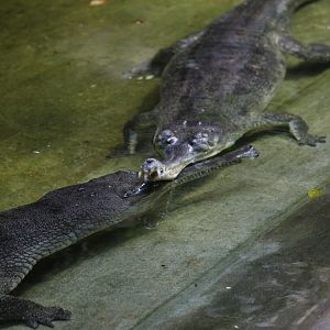 Gharial (Gavialis gangeticus)