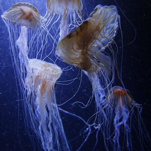 Northern sea nettle (Chrysaora melanaster)