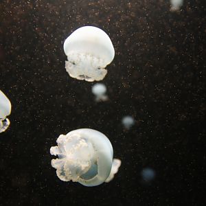 Canonball jellyfish (Stomolophus meleagris)