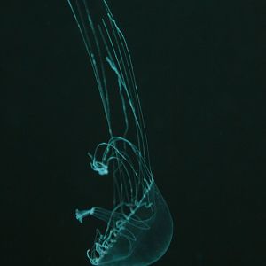 Amakusa jellyfish (Sanderia malayensis)?