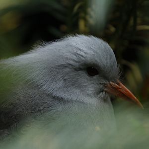 Kagu (Rhynochetos jubatus)