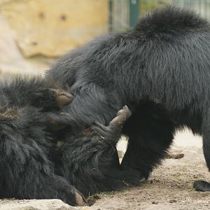 Indian sloth bear (Melursus ursinus ursinus) play fighting