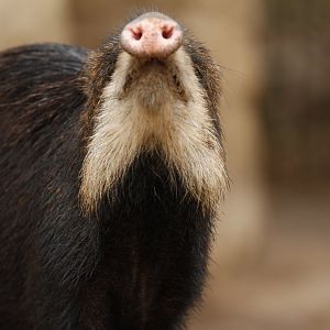Southern white-lipped peccary (Tayassu pecari albirostris)