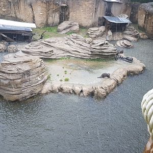 Enclosure Asian small-clawed otter