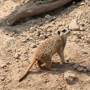 Meerkat