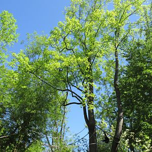 Siamangs - making full use of trees in their island exhibit