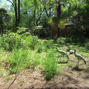 Demoiselle Crane/Bar-Headed Goose Exhibit (New in 2018)