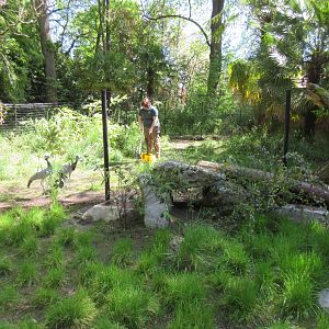 Demoiselle Crane/Bar-Headed Goose + Asian Brown Tortoise Exhibits (New in 2018)