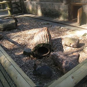 Riga Zoo - Petting zoo - Rabbit exhibit (outdoor)