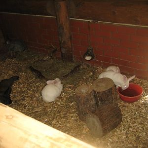 Riga Zoo - Petting zoo - Rabbit exhibit (indoor)