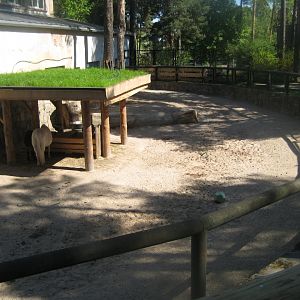 Riga Zoo - Petting zoo - Horse exhibit #1