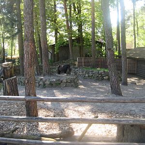 Riga Zoo - Petting zoo - Horse exhibit #2