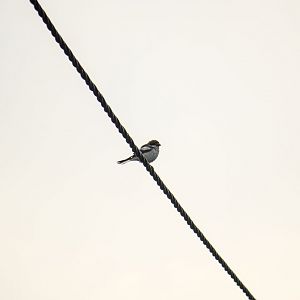 Woodchat shrike, Lanius senator