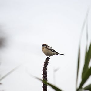 Woodchat shrike, Lanius senator