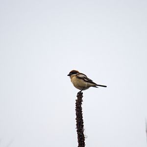 Woodchat shrike, Lanius senator