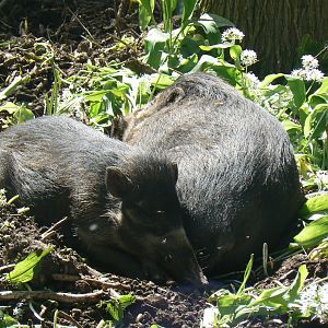 Visayan Warty Pigs - 13 May 2018