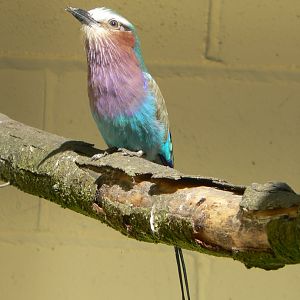 Lilac-breasted Roller - 13 May 2018