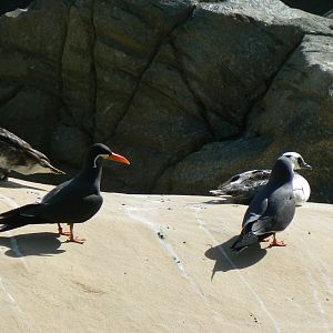 Inca Terns and Smew - 13 May 2018