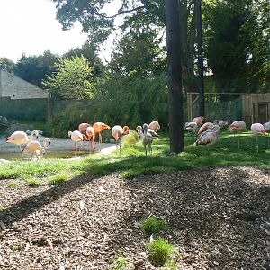 Flamingo Aviary - 13 May 2018