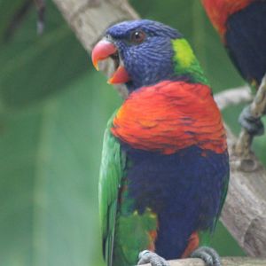 Swainson's lorikeeet