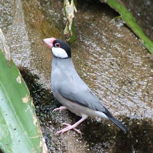 Java sparrow