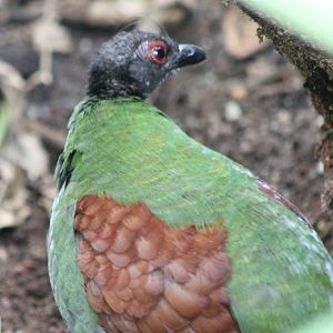 Crested wood-patridge - female
