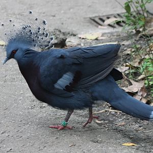 Victoria crowned pigeon