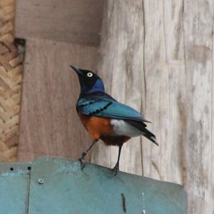 Superb starling