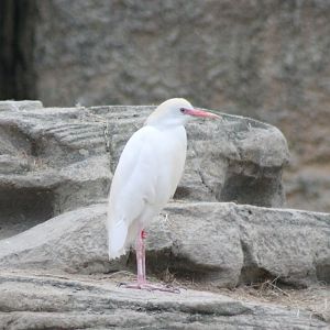 Cattle egret