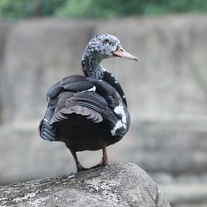 White-winged wood-duck