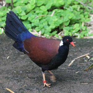 White-naped pheasant-pigeon