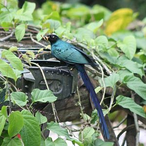 Long-tailed glossy starling