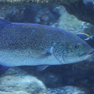 Bluefin Crevalle Jack