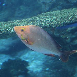 Humpback Red Snapper