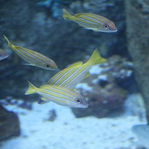 Blue-Banded Snappers