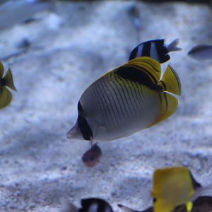 Spot-Naped Butterflyfish