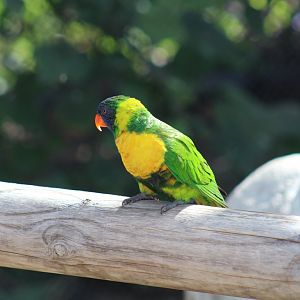 Marigold Lorikeet