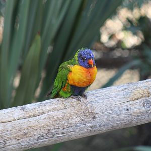 Swainson's Lorikeet