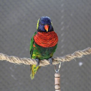 Green-Naped Lorikeet