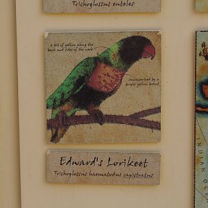 Marigold Lorikeet Signage