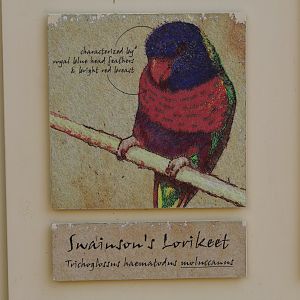 Swainson's Lorikeet Signage