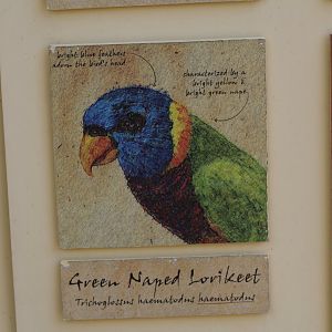 Green-Naped Lorikeet Signage