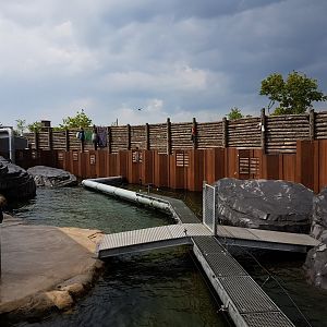 Part Californian sea-lion