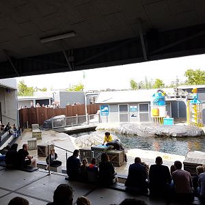 Sea-lion show