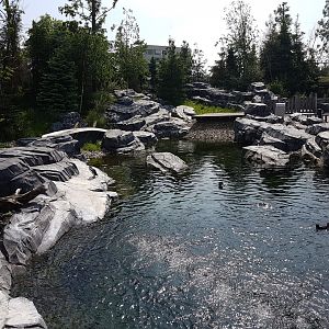 Humboldt penguin-enclosure