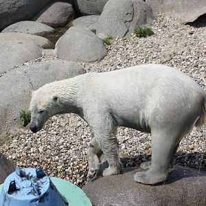 Polar bear