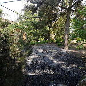 Snowy owl - Great grey owl aviary
