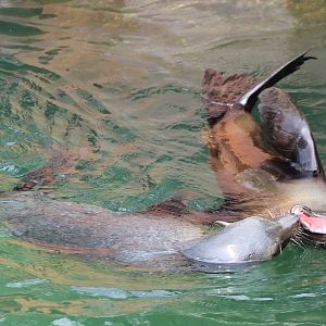 South-american fur seals
