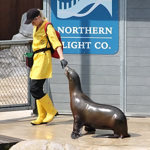 Sea-lion show
